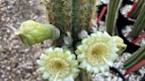 A troubling first: Rising seas blamed for disappearance of rare cactus in Florida