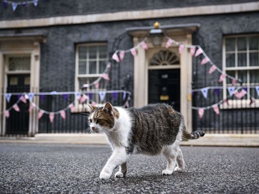 Au Royaume-Uni, Larry le chat de Downing Street va avoir un nouveau colocataire