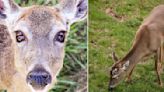 Black bear breaks into nature center, kills beloved deer
