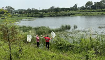 嘉義縣中埔滯洪池疑鱷魚出沒 農業處派員3天未尋獲