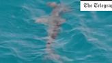 Gran Canaria beaches closed after hammerhead shark swims near coast