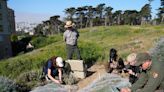 Decades after a US butterfly species vanished, a close relative is released to fill gap