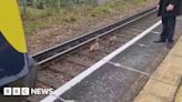 'Chaos' as gaggle of Egyptian geese delays trains