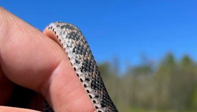 Tiny, cute...scaly? Pink-bellied snake could help protect Midwestern wetlands