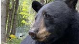 Bear rescued from Marineland 'didn't understand trees.' Finds new home at wildlife sanctuary