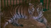 Tigress seriously injured after Russian missile attack on Kyiv