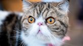 32 most popular cat breeds for feline fans
