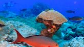 Climate change is hurting coral worldwide. But these reefs off the Texas coast are thriving