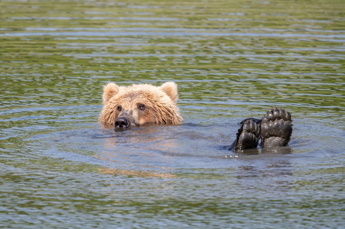 Bear Decides to Join Tourists for a Swim at Busy South Lake Tahoe Beach