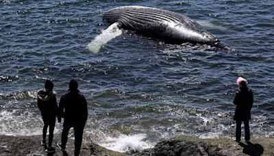 What's next for dead whale?