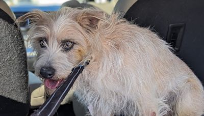 ‘Ruff' rescue: Dog saved after falling off cliff at North Canaan quarry