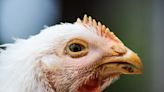 Bird Flu Isn’t a Danger to Humans...Yet