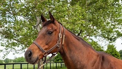 Liable, 2010 Kentucky broodmare of the year and dam of champion Blame, dies aged 29