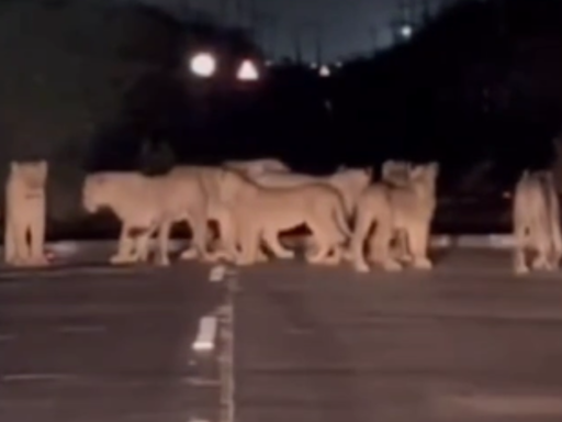 WATCH: Pride Of Big Cats 'Just Casually' Prowls On State Highway In Gujarat