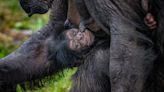 Chester Zoo celebrates birth of rare chimpanzee