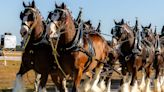 Iconic Budweiser Clydesdales set to trot at Nashville Zoo with Folds of Honor
