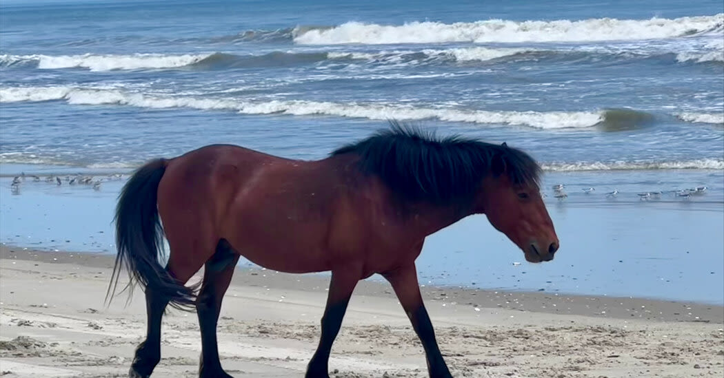 Wild Horse Is Euthanized After Being Hit by a Vehicle in the Outer Banks