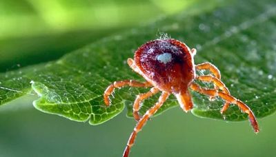 Why are Alpha-Gal cases increasing in Oklahoma? What to know about the tick-caused allergy