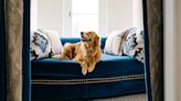 This Washington D.C. Hotel Now Offers a ‘Pawsidential’ Suite Package to Pamper Your Pooch