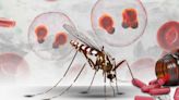 Qué es el paludismo, enfermedad de mayor transmisión en temporadas calurosas, y cuáles son sus riesgos