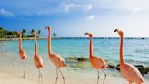 These Programs Allow You To Give Back When Visiting Aruba