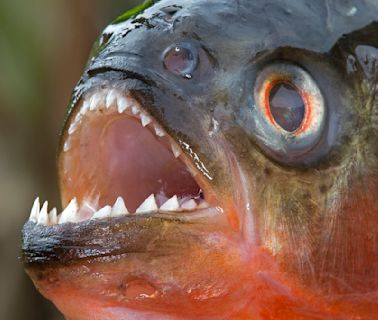 Piranha: Fish With a Vicious Reputation and Mixed Diet