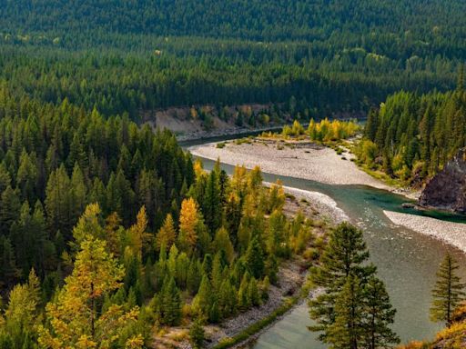 A 72-year-old was alone picking huckleberries in a Montana forest. Then, a grizzly bear attacked him