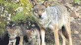 PP, Junts, Vox y PNV votan a favor de sacar al lobo del sistema protección de especies