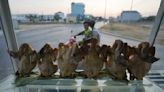 Cambodia reports a new bird flu case, the brother of a 9-year-old who died of the virus