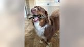 Dog goes missing after entering obedience training program, family says: 'Emotional roller coaster'