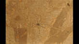 Move Over Daddy Longlegs, Meet The 48-Million-Year-Old Iridescent "Grandpa Longlegs"