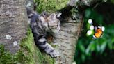 32 cat breeds that prefer being outdoors