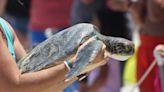 Green sea turtles released in Marineland after rehabilitation at UF's Whitney Laboratory