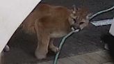 Video shows cougar come within feet of Monroe family in yard