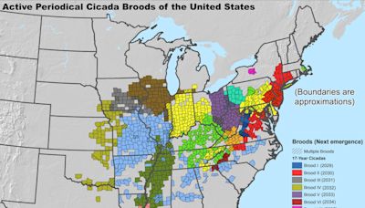 The cicadas are coming: These 5 maps break down what you need to know