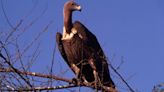 How decline of Indian vultures led to 500,000 human deaths