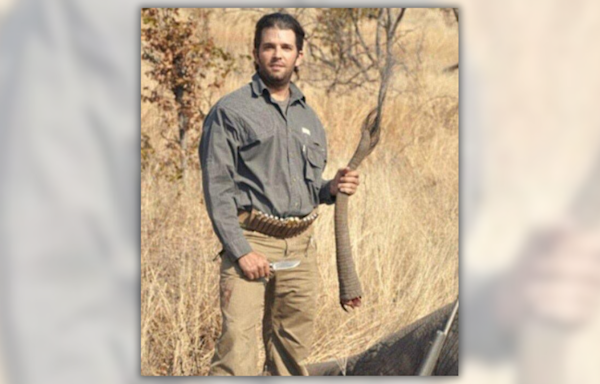 Fact Check: Pic Supposedly Shows Donald Trump Jr. Holding Severed Elephant's Tail. Here's What's Going On