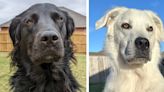 Dog Changes From All Black to All White Within 2.5 Years Due to Skin Condition