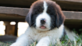 Newfoundland Puppy Gets All Emotional When His Favorite Toy Stops Singing to Him