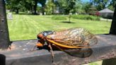 When will the cicadas go away in Illinois?
