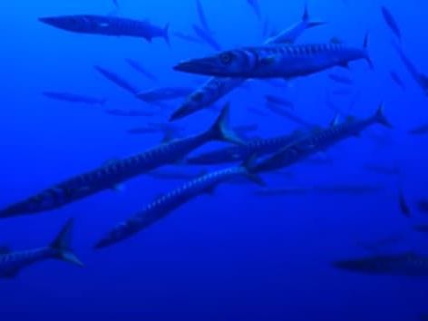 Guadeloupe : inquiétude des autorités après deux attaques de barracuda