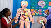 What are the heaviest organs in the human body?