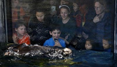 Oldest Monterey Bay Aquarium sea otter Rosa dies at age 24