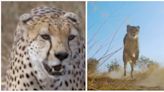 Wild cheetahs to be reintroduced to India 70 years after their extinction in the country