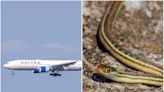 A live snake appeared in the business-class section of a United Airlines jet, terrifying passengers