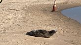 What to do if you see a seal at the Delaware beaches this winter