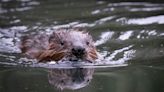 Urban beavers reintroduced to London after 400 years