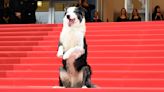 Dogs Are Upstaging the Stars at Cannes This Year