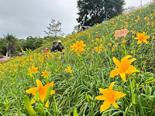 等不及金針花盛開 花壇虎山巖湧來民眾冒雨賞花