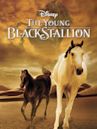 Young Black Stallion